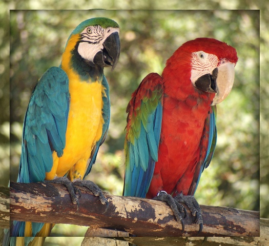 paphos-bird-park